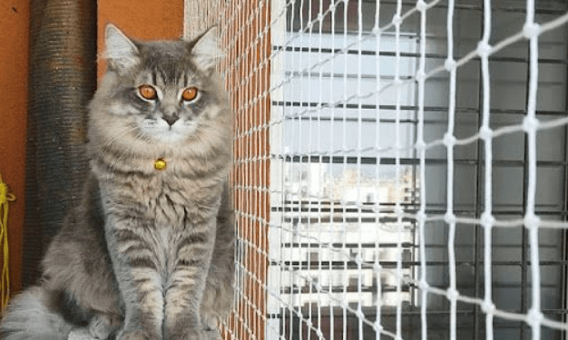 Pet Danger