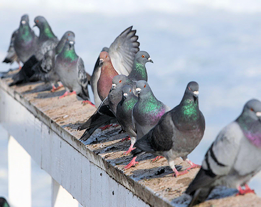 Bird Issue
