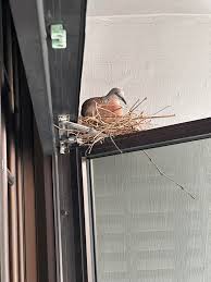 Blocked Balcony View