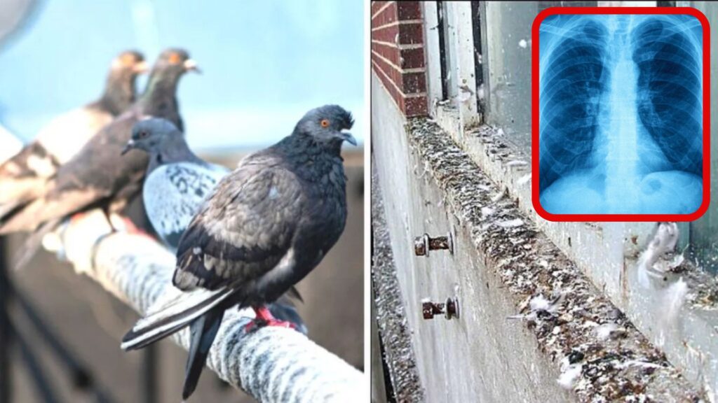 Health Risk Birds