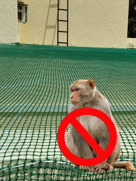 Monkey Safety Nets in Alwarpet